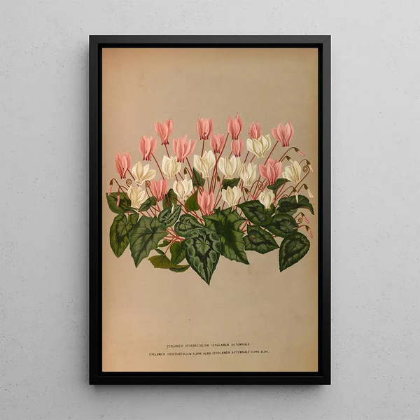 Cyclamen Hederaefolium Cyclamen Autumnale - Arentina Hendrica Arendsen — ingelijst kunstwerk aan de muur