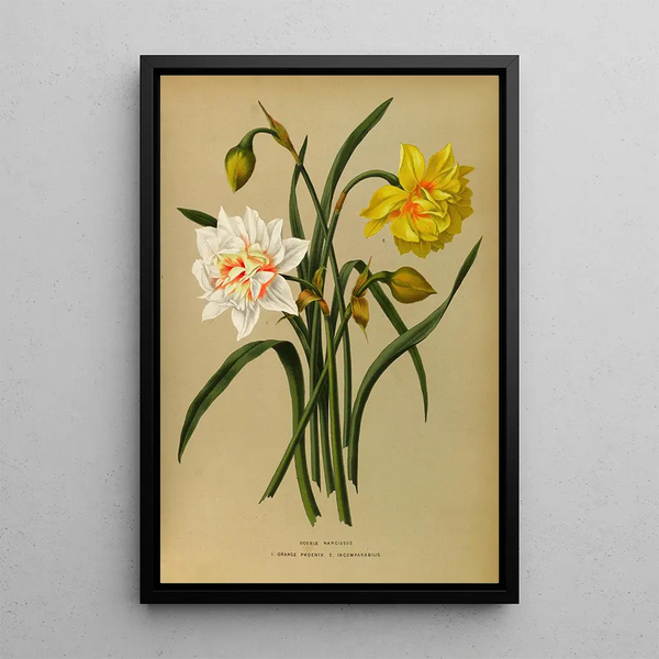 Narcissus Double 1 Oranje Phoenix 2 Incomparabilis - Arentina Hendrica Arendsen — ingelijst kunstwerk aan de muur