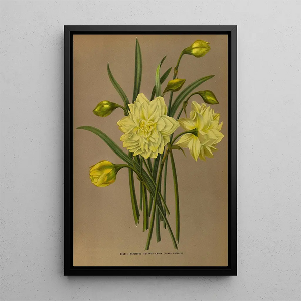 Narcis Dubbel Zwavel Kroon Zilveren Feniks - Arentina Hendrica Arendsen — ingelijst kunstwerk aan de muur