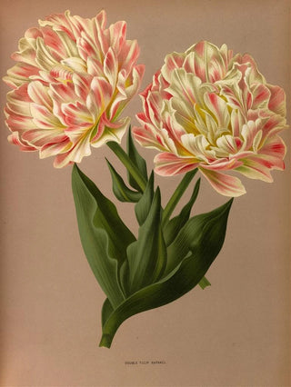 Arentina Hendrica Arendsen - Double Tulip Raphael.webp