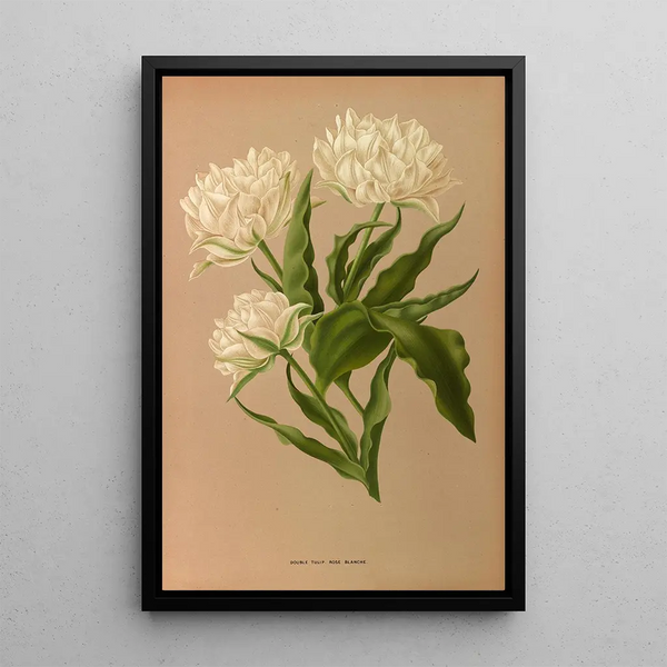 Tulipe Double Ros Blanche - Arentina Hendrica Arendsen — ingelijst kunstwerk aan de muur