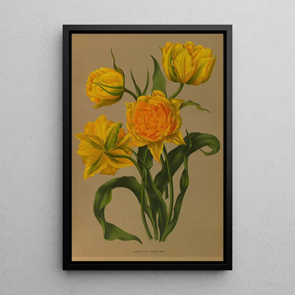 Reproductie van het schilderij Tulipe Double Geel Ros - Arentina Hendrica Arendsen