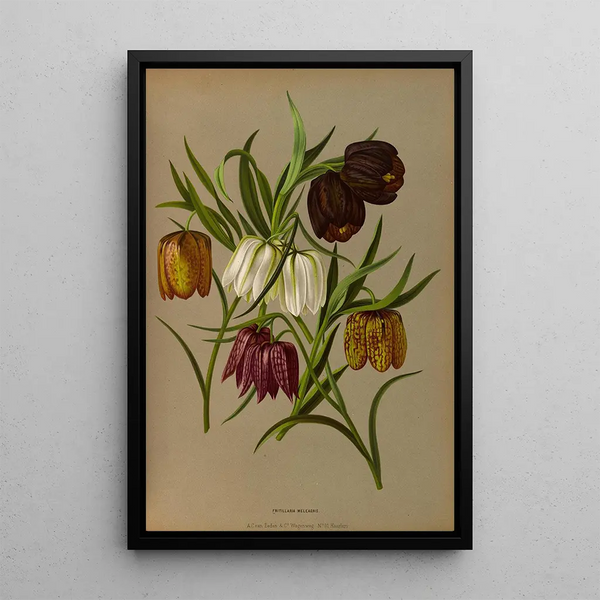 Reproductie van het schilderij Fritillaria Meleagris - Arentina Hendrica Arendsen
