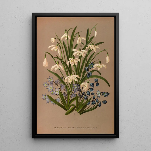 Reproductie van het schilderij Galanthus Nivalis 2 Galanthus Nivalis Fl Pl 3 Scilla Sibirica - Arentina Hendrica Arendsen