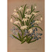 Reproductie van het schilderij Galanthus Nivalis 2 Galanthus Nivalis Fl Pl 3 Scilla Sibirica - Arentina Hendrica Arendsen