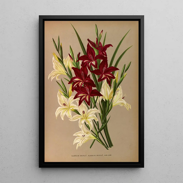 Gladiolus Colvillii Gladiolus Colvillii Flore Albo - Arentina Hendrica Arendsen — ingelijst kunstwerk aan de muur