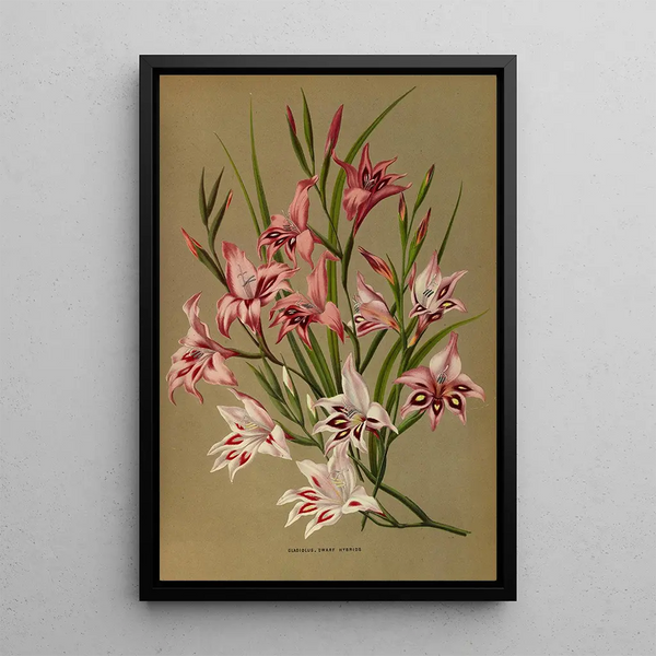 Gladiolus Nains Hybrides - Arentina Hendrica Arendsen — ingelijst kunstwerk aan de muur