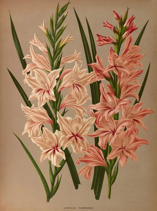 Arentina Hendrica Arendsen - Gladiolus Floribundus.webp