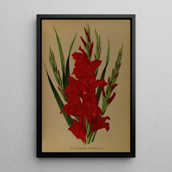 Gladiolus Gandavensis Var Brench Leyensis - Arentina Hendrica Arendsen — ingelijst kunstwerk aan de muur