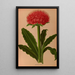Haemanthus Puniceus - Arentina Hendrica Arendsen — framed artwork on a wall