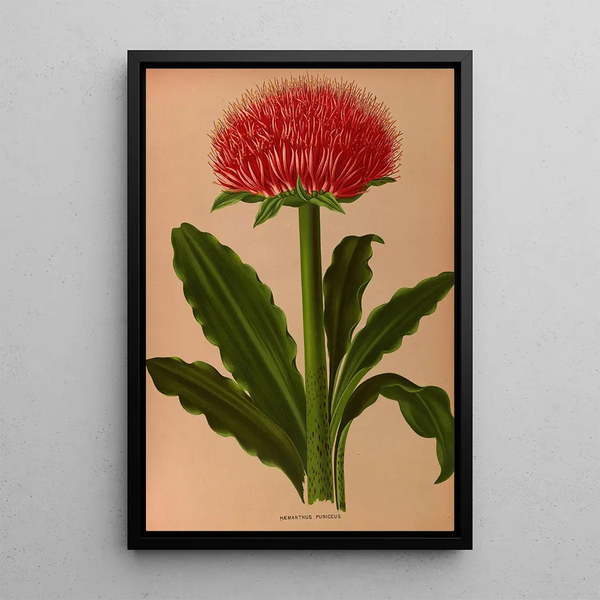 Haemanthus Puniceus - Arentina Hendrica Arendsen — ingelijst kunstwerk aan de muur