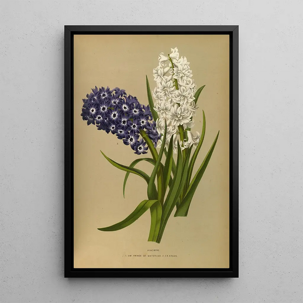 Reproductie van het schilderij Jacinthes 10 - Arentina Hendrica Arendsen