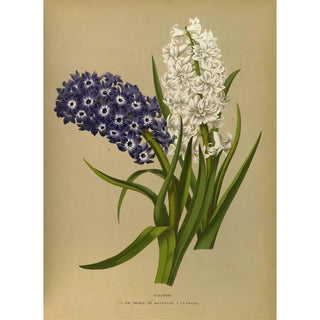 Arentina Hendrica Arendsen - Hyacinths 10.webp