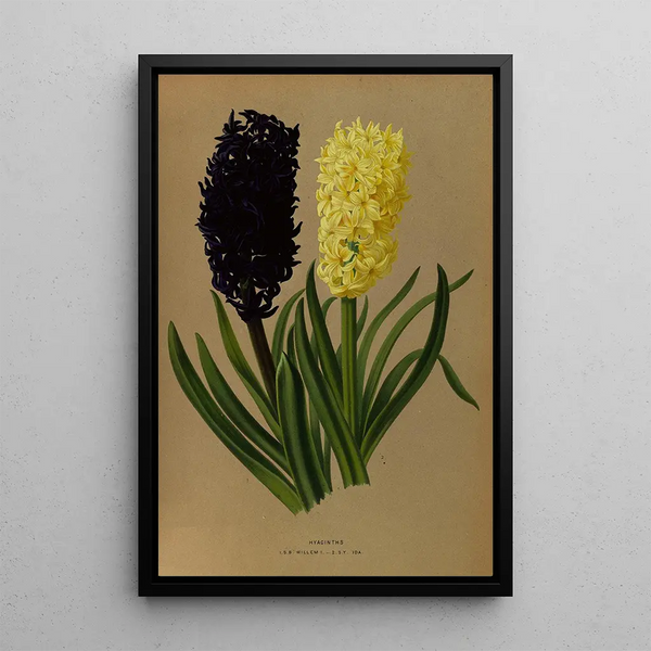 Jacinthes 2 - Arentina Hendrica Arendsen — ingelijst kunstwerk aan de muur