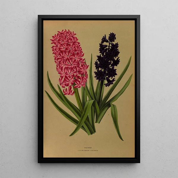 Jacinthes 3 - Arentina Hendrica Arendsen — ingelijst kunstwerk aan de muur