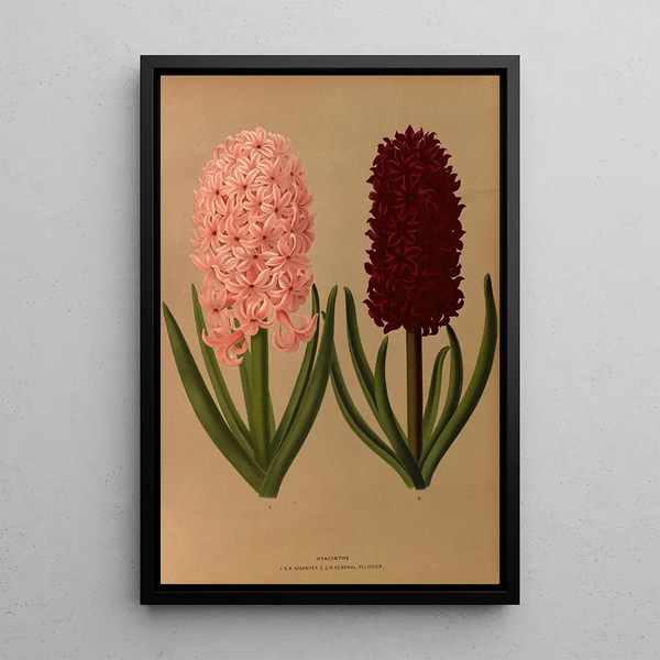 Jacinthes 8 - Arentina Hendrica Arendsen — ingelijst kunstwerk aan de muur