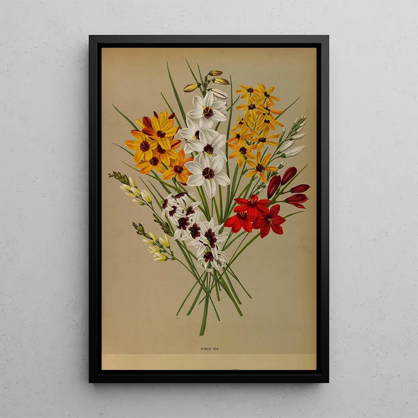 Reproductie van het schilderij Ixia Hybride - Arentina Hendrica Arendsen