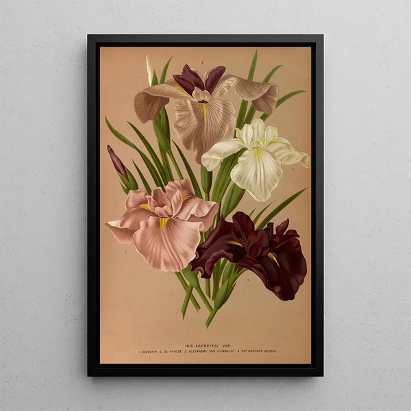 Reproductie van het schilderij Iris Kaempferi Var - Arentina Hendrica Arendsen