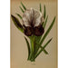 Reproduction of the painting Iris Susiana - Arentina Hendrica Arendsen