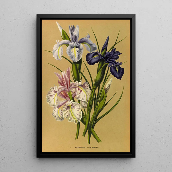 Reproductie van het schilderij Iris Xiphioides Iris Anglica - Arentina Hendrica Arendsen
