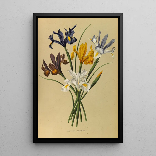 Reproductie van het schilderij Iris Xiphium Iris Hispanica - Arentina Hendrica Arendsen