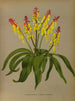 Lachenalia Pendula 2 Lachenalia Quaoricolor - Arentina Hendrica Arendsen — weergave van het kunstwerk