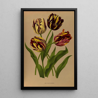 Arentina Hendrica Arendsen - Late Tulips Bizarres.webp