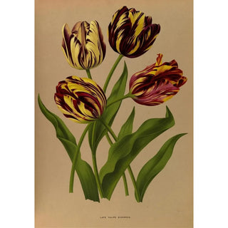 Arentina Hendrica Arendsen - Late Tulips Bizarres.webp