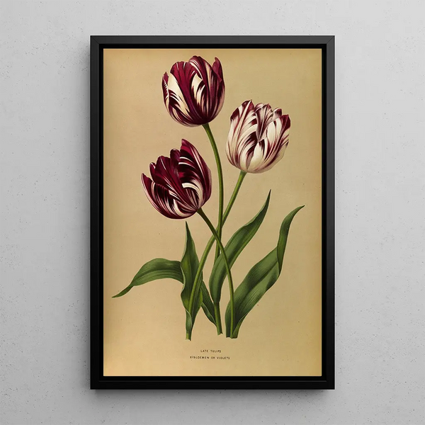 Tardieve tulpen - Arentina Hendrica Arendsen — ingelijst kunstwerk aan de muur