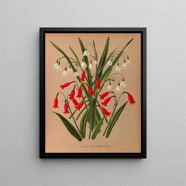 Leucojum aestivum, Pentlandia miniata - Arentina Hendrica Arendsen — ingelijst kunstwerk aan de muur