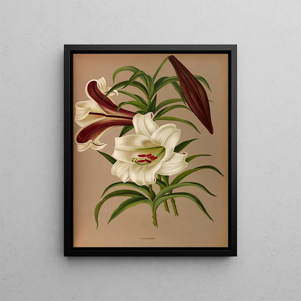 Lily Brown - Arentina Hendrica Arendsen — ingelijst kunstwerk aan de muur