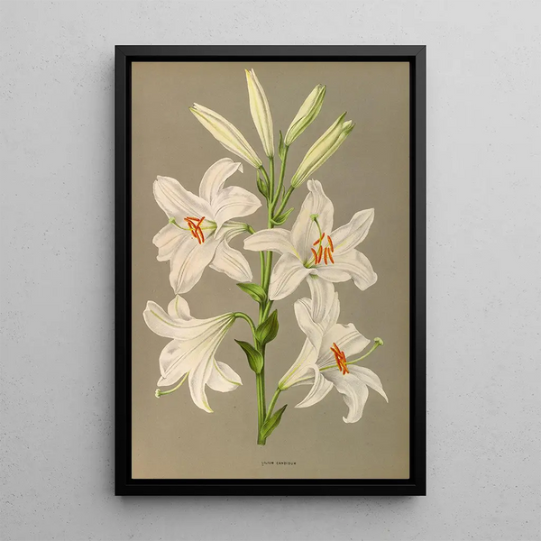 Lys candidum - Arentina Hendrica Arendsen — ingelijst kunstwerk aan de muur
