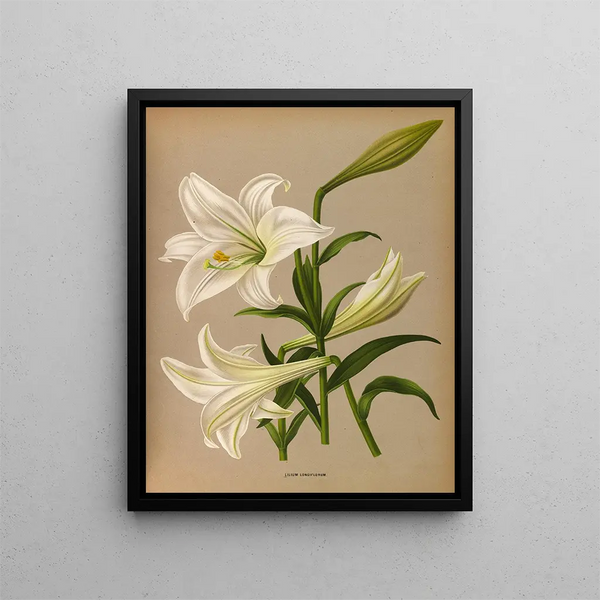 Lys de Longiflorum - Arentina Hendrica Arendsen — ingelijst kunstwerk aan de muur