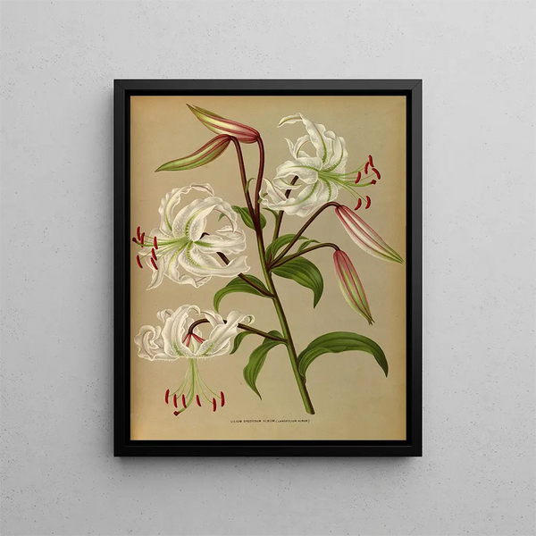Lilium speciosum album, lancifolium album - Arentina Hendrica Arendsen — ingelijst kunstwerk aan de muur