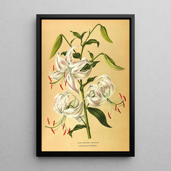Lys speciosum punctatum - Arentina Hendrica Arendsen — ingelijst kunstwerk aan de muur
