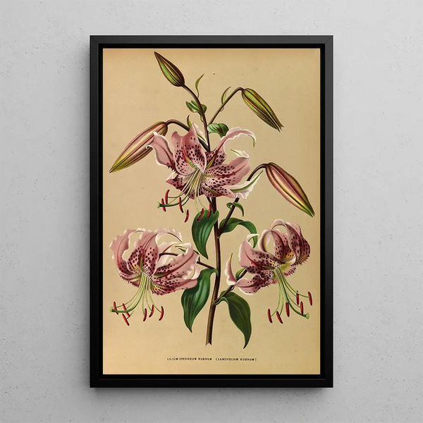 Lys speciosum rubrum - Arentina Hendrica Arendsen — ingelijst kunstwerk aan de muur
