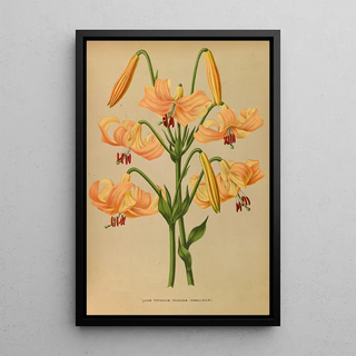 Arentina Hendrica Arendsen - Lilium Testaceum.webp