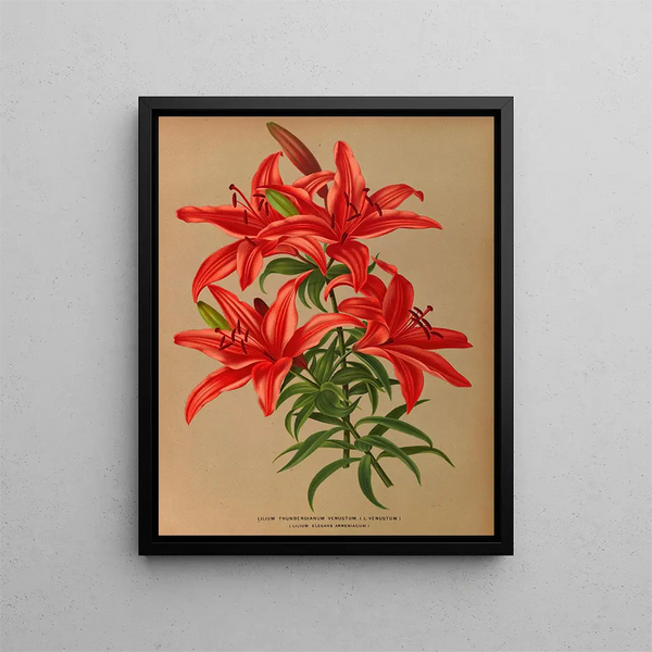 Lilium thunbergianum venustum - Arentina Hendrica Arendsen — ingelijst kunstwerk aan de muur
