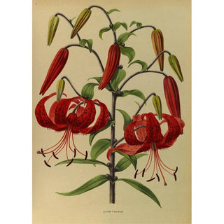 Arentina Hendrica Arendsen - Lilium Tigrinum.webp