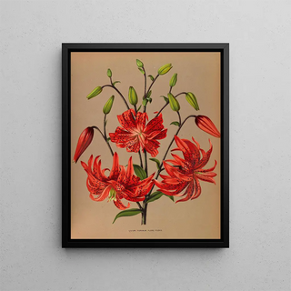Arentina Hendrica Arendsen - Lilium Tigrinum Flore Pleno.webp