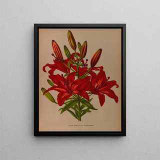 Arentina Hendrica Arendsen - Lilium Umbellatum Incomparabile.webp