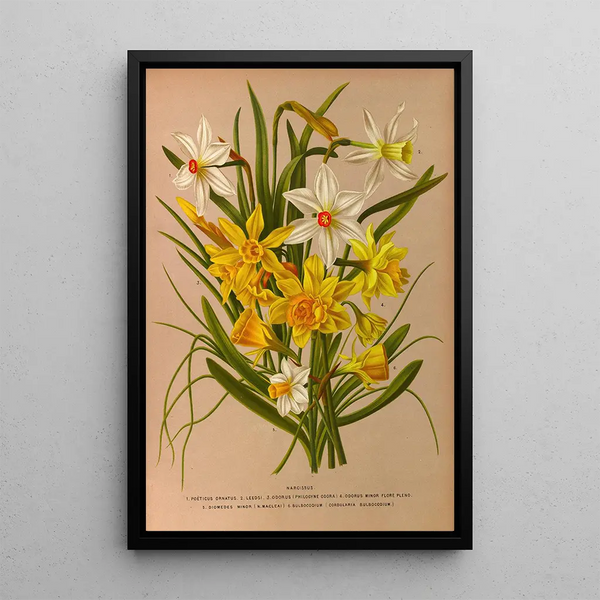 Narcisse 1 - Arentina Hendrica Arendsen — ingelijst kunstwerk aan de muur