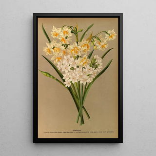 Arentina Hendrica Arendsen - Narcissus 2.webp