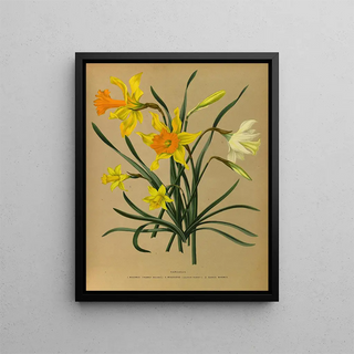 Arentina Hendrica Arendsen - Narcissus 3.webp