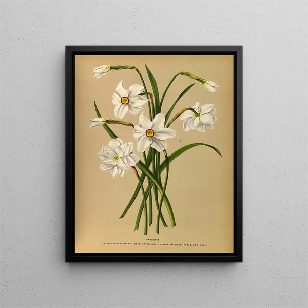 Narcisse 4 - Arentina Hendrica Arendsen — ingelijst kunstwerk aan de muur