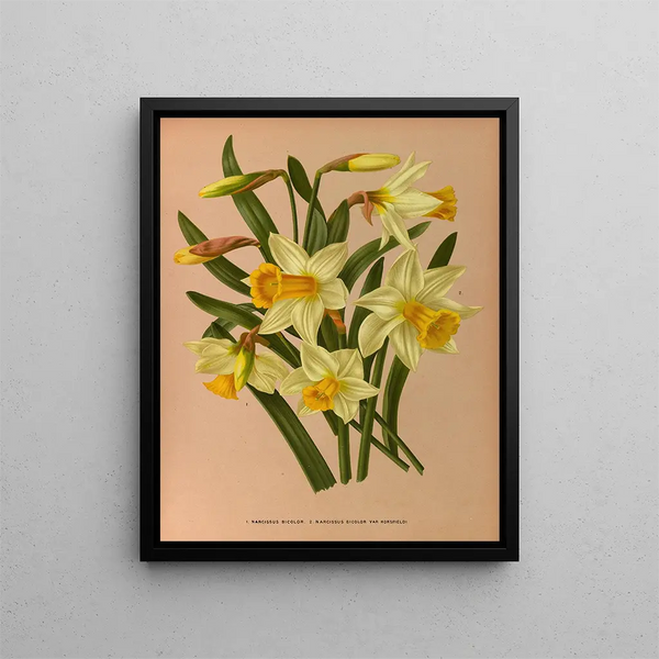 Narcissus tweekleurig 2 Tweekleurige Narcissus Var Horsfieldi - Arentina Hendrica Arendsen — ingelijst kunstwerk aan de muur