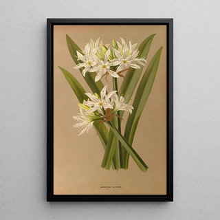 Arentina Hendrica Arendsen - Pancratium Illyricum.webp