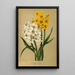 Narcisse polyanthus Grand Monarque Grand Soleil d'Or - Arentina Hendrica Arendsen — ingelijst kunstwerk aan de muur