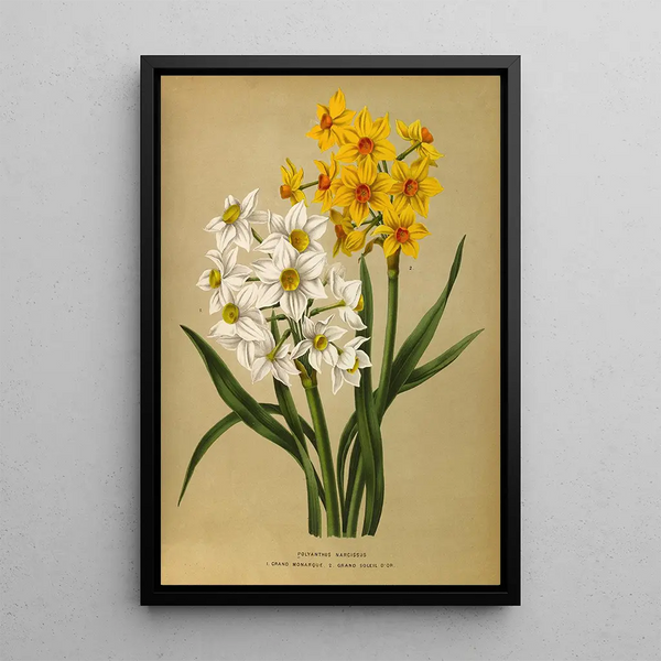 Narcisse polyanthus Grand Monarque Grand Soleil d'Or - Arentina Hendrica Arendsen — ingelijst kunstwerk aan de muur