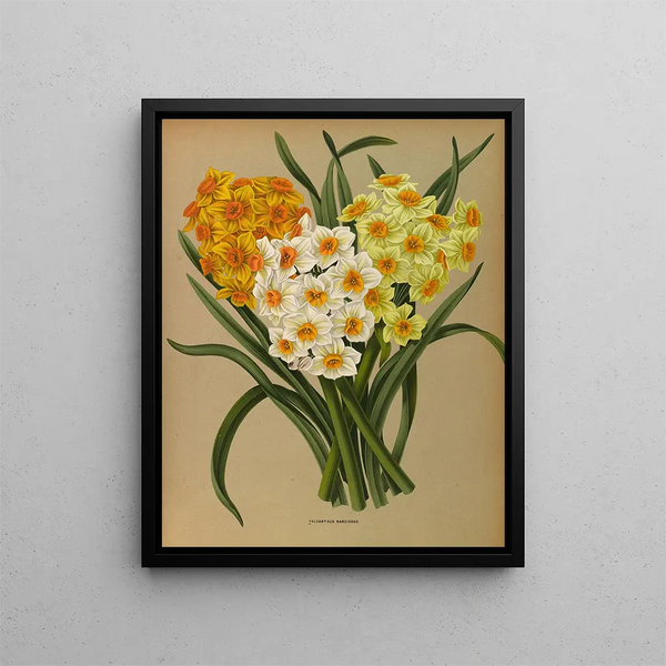 Narcisse Polyanthus - Arentina Hendrica Arendsen — ingelijst kunstwerk aan de muur